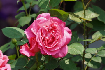 picture of red roses