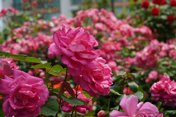 Single red rose blossom surrounded by green leaves