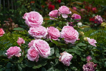 Single red rose blossom surrounded by green leaves
