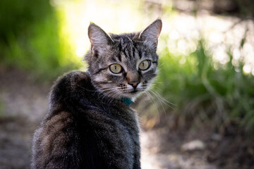 Close-up portrait of a tabby cat with intense yellow eyes, sitting on a sunny forest path. The soft natural light and sharp focus highlight the cat’s curious expression