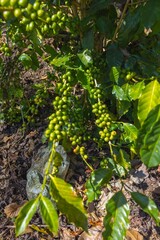 Producción de café de altura en región cafetalera de Huehuetenango.