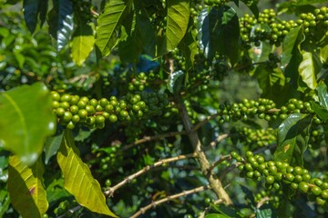 Producción de café de altura en región cafetalera de Huehuetenango.