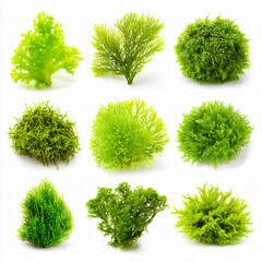 Green Vibrant Aquatic Nature Texture Organic Flora Underwater Tropical Environment Landscape Botany Algae Garden Moss Microflora Freshness Ecology Biodiversity Leaf Lush Ecosystem Wilderness Habitat