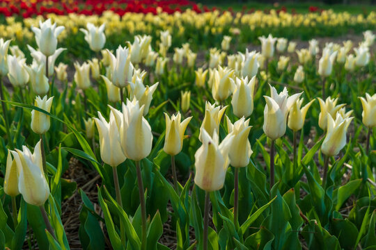 A vibrant garden showcases blooming white tulips surrounded by red and yellow flowers, capturing the beauty of spring in full bloom at a local floral festival