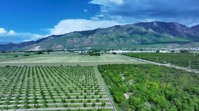 Aerial fruit orchard Utah mountain valley 3 4K. Orchard, farms and rural ranch property. Lake used for irrigation and recreation. Rural landscape in mountain valley. Agricultural. 