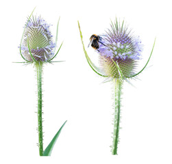Teasel, Dipsacus sativus, two inflorescences isolated on a transparent background, png, also a bumblebee seeking nectar