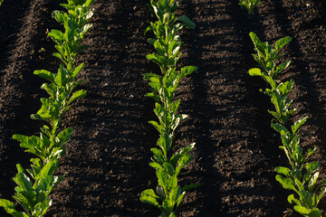 Healthy green beet plants are neatly arranged in rows, thriving in dark fertile soil. Sunlight highlights their vibrant leaves in this agricultural setting