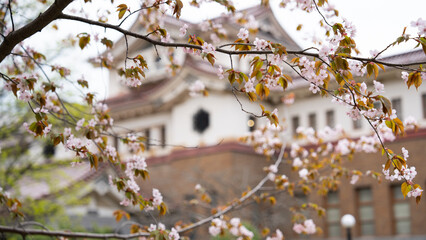 Cherry blossom branches grow in a circle against the background of a beautiful old Japanese-style building. The building of the Yuzhno-Sakhalinsk Museum of Local Lore.
