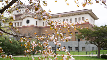 Against the background of a beautiful old Japanese traditional-style building, branches of a growing cherry blossom hang nearby. The building of the Yuzhno-Sakhalinsk Museum of Local Lore.
