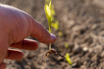 A hand gently holds a young corn seedling, showcasing its roots and tiny leaves, while more seedlings grow in the background under bright sunlight
