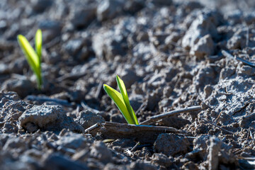 Young corn plants are breaking through the dry earth, showcasing their vibrant green leaves. This...