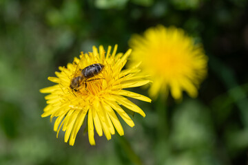 Bee with pollen on a dandelion flower.