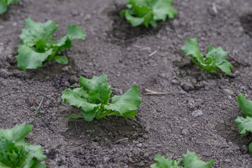 Young green lettuce growing in the soil.