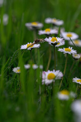 Beautiful daisy flowers in the lawn.