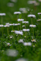 Beautiful daisy flowers in the lawn.