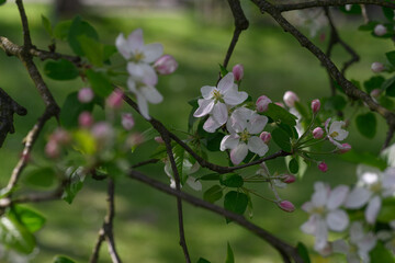 White apple tree flowers and pink buds on a branch.
