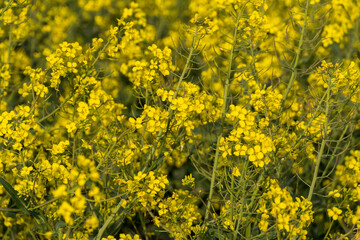 Obraz premium A vibrant field of rapeseed flowers showcases a sea of yellow blooms under clear blue skies in the springtime. Bees are busy pollinating among the blossoms