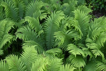 Ostrich fern leaves. A perennial fern that grows in shady areas and spreads its large, feathery leaves gracefully. The young leaves in spring are edible.