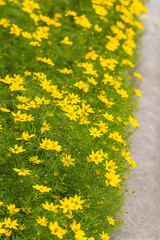 Lush row of small yellow flowers stretches beside a concrete garden path.