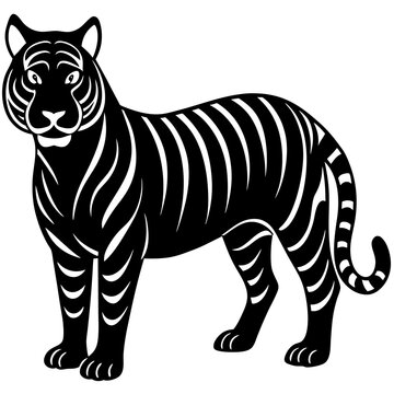 zebra vector illustration  on white brackground
