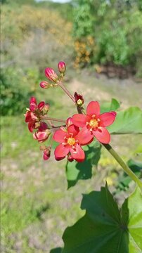 red and yellow flowers