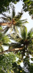 Two tall coconut trees towering among the dense trees, illuminated by the bright sun.