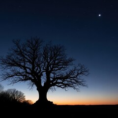 Silhouette of a Leafless Tree Against a Vibrant Twilight Sky