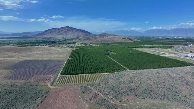 Aerial farm fruit orchard mountain valley Utah fast 4K. Orchard, farms and rural ranch property. Lake used for irrigation and recreation. Rural landscape in mountain valley. Agricultural. 