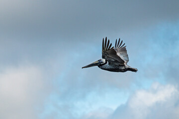 Brown Pelican flying in cloudy sky, copy space.