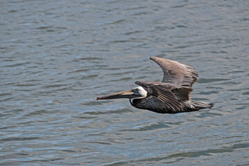 Brown Pelican flying over water, with copy space.