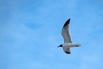 Laughing Gull soaring in blue sky with high clouds, copy space.