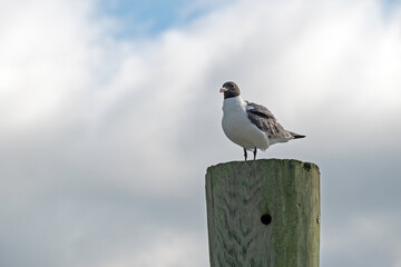 Laughing Gull perched on a pier piling, with copy space.