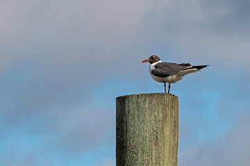 Laughing Gull perched on a pier piling, with copy space.