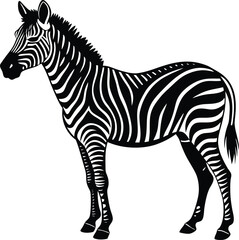 zebra isolated on white