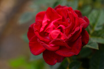 Close-Up of a Red Rose Blossom in Cyprus Garden