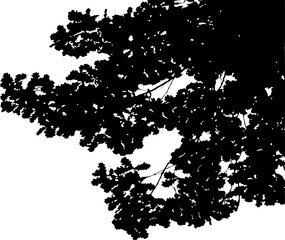 Vector illustration of natural oak branch