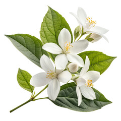 Ultra-Detailed Fresh White Jasmine Flowers with Green Leaves on Transparent Background