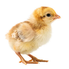 Fototapeta premium Ultra-Detailed Realistic Baby Chick on Transparent Background – High-Resolution 