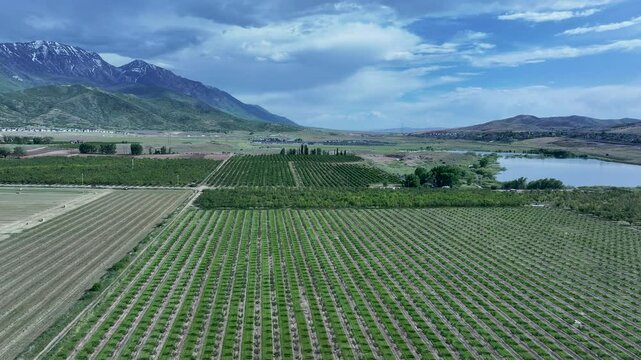 Aerial farm fruit orchard lake Utah mountain valley fast 4K. Orchard, farms and rural ranch property. Lake used for irrigation and recreation. Rural landscape in mountain valley. Agricultural. 