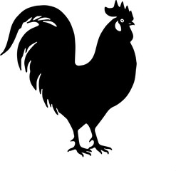 rooster isolated on white background