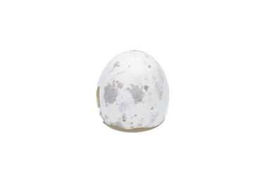 egg shell of a chuck wills widow - Antrostomus carolinensis - is a nocturnal bird of the nightjar family Caprimulgidae. It is mostly found in the southeastern United States