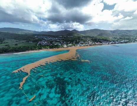  Sargasses Martinique 