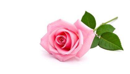 Pink rose on white
