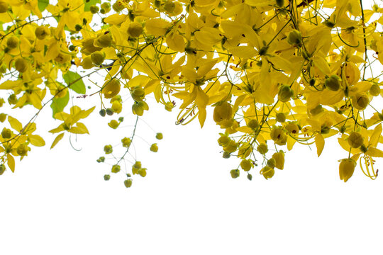 Cassia fistula with yellow flower or golden shower flower isolated on white