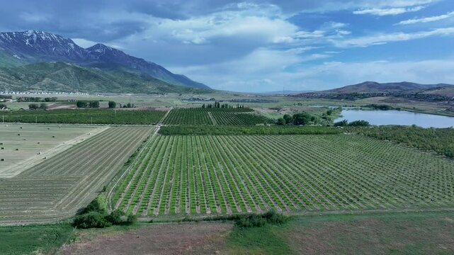 Aerial farm fruit orchard lake Utah mountain valley 1 4K. Orchard, farms and rural ranch property. Lake used for irrigation and recreation. Rural landscape in mountain valley. Agricultural. 