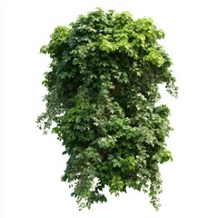 Fototapeta premium Lush green foliage plant isolated on white background