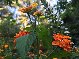 Lantana camara Close up . Vivid Red Orange yellow Lantana isolated in green background of leaves. Lantana blossoms in spring field — outdoors park. Known as big-sage, wild-sage, red-sage, white-sage.