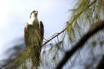 0sprey eagle bird on a branch