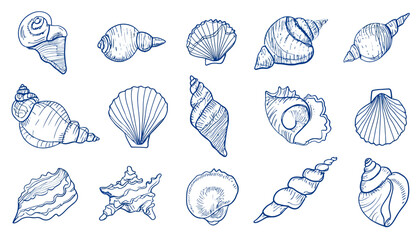 Hand-Drawn Seashell Illustrations A Collection of Detailed Shell Drawings