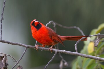 beautiful red cardenal
